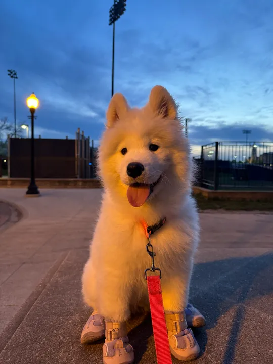 Puppy Eleven outdoors at dusk, with warm light on her fur and a blue evening sky