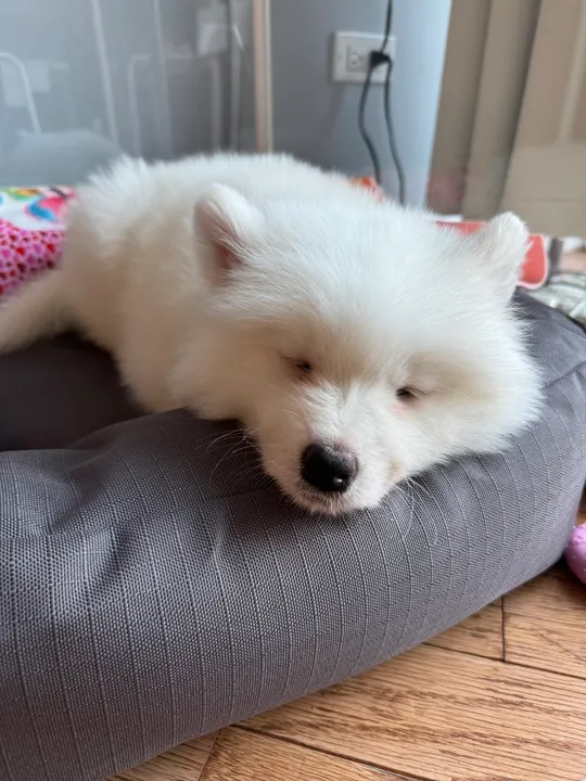 Tiny Eleven napping with her chin resting over the edge of her dog bed