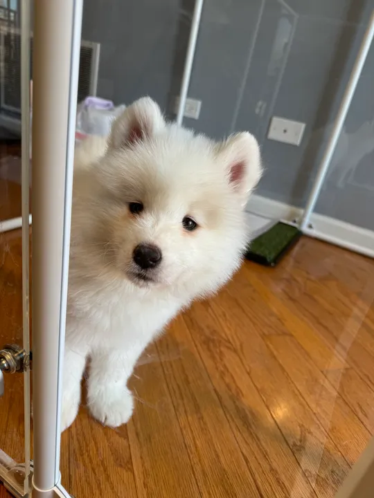 Puppy Eleven peeking around a doorway on her first day at home