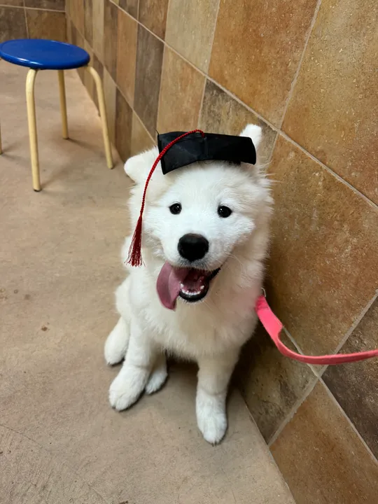 Eleven wearing a small graduation cap after her intermediate class