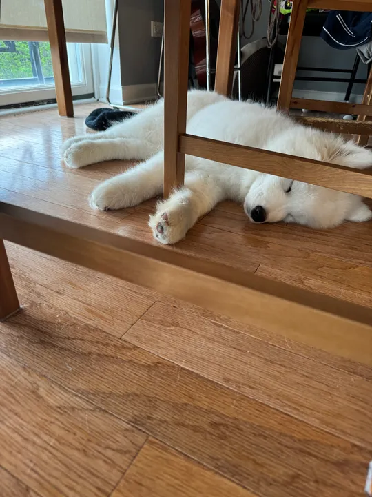 Eleven stretched out on the wooden floor, napping beneath a chair